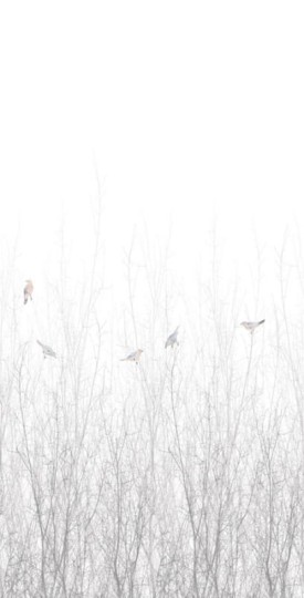 Tapeta Engblad & Co Nature Sparrow 5283