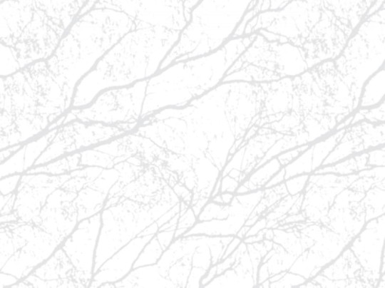 Mural / Fototapeta Gałęzie Eco 1736 WHITE LIGHT