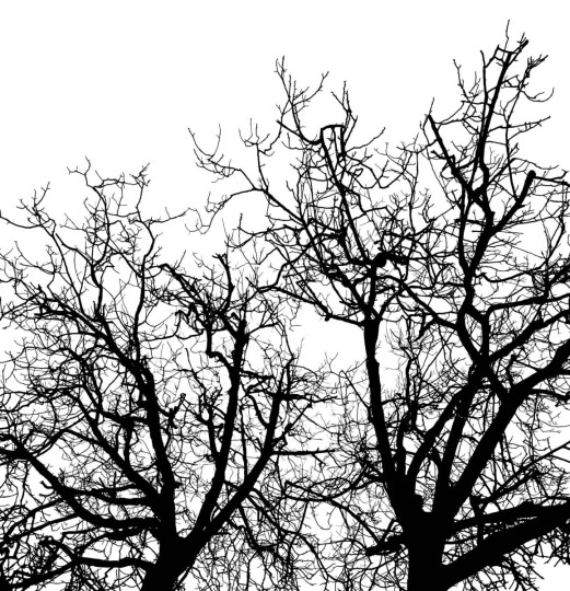 Fototapeta Rebel Walls Branches R10121