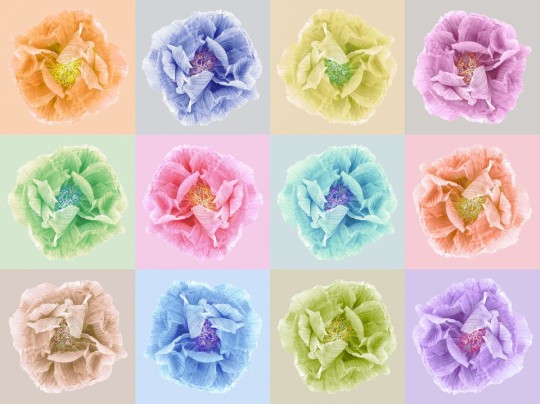 Rebel Walls R13151 Greenhouse Poppy Art Andy - mural w kwiaty