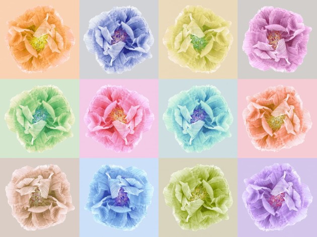 Fototapeta Rebel Walls Poppy Art Andy R13151-8