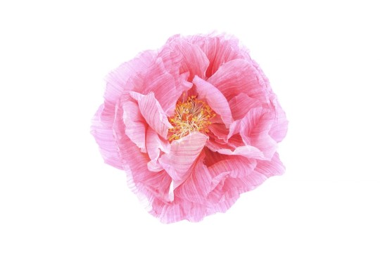 Rebel Walls R13161 Greenhouse Poppy Art - mural w kwiat w makro wydaniu