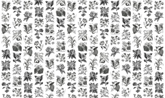 Fototapeta Rebel Walls Fruit & Flora R13171-4