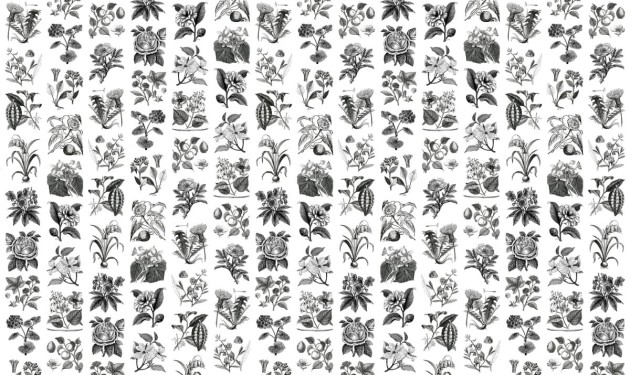 Fototapeta Rebel Walls Fruit & Flora R13171-4