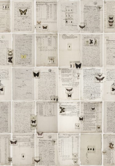 Fototapeta Rebel Walls The Butterfly Library R14251
