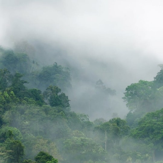 Fototapeta Rebel Walls Misty Forest R15062 - las we mgle