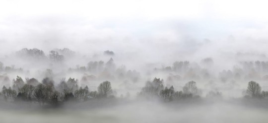 Fototapeta Rebel Walls Morning Fog R15301