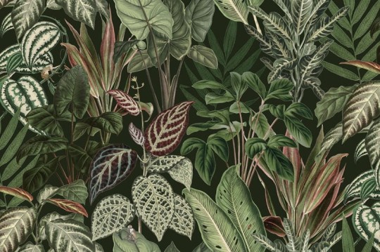 Fototapeta Rebel Walls Mischievous Monkeys  R14592