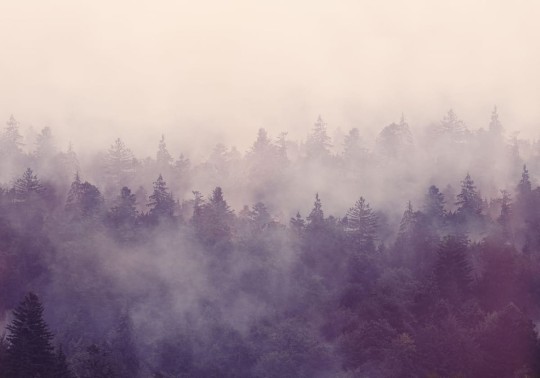 Fototapeta Rebel Walls Fir Forest R16001