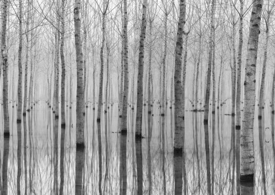 Fototapeta Rebel Walls Birch Echo R16061