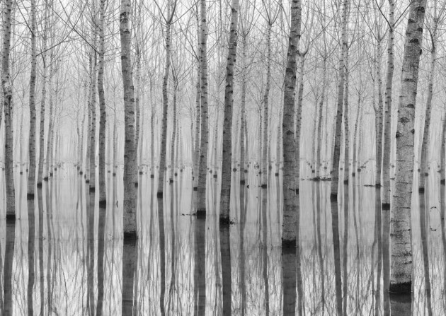 Fototapeta Rebel Walls Birch Echo R16061