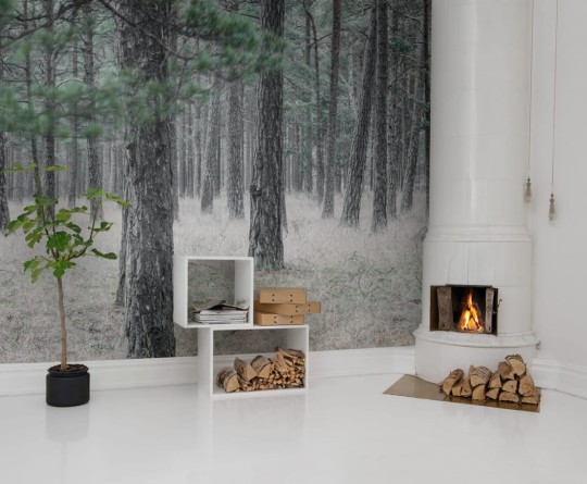Fototapeta Rebel Walls Pine Forest R13711