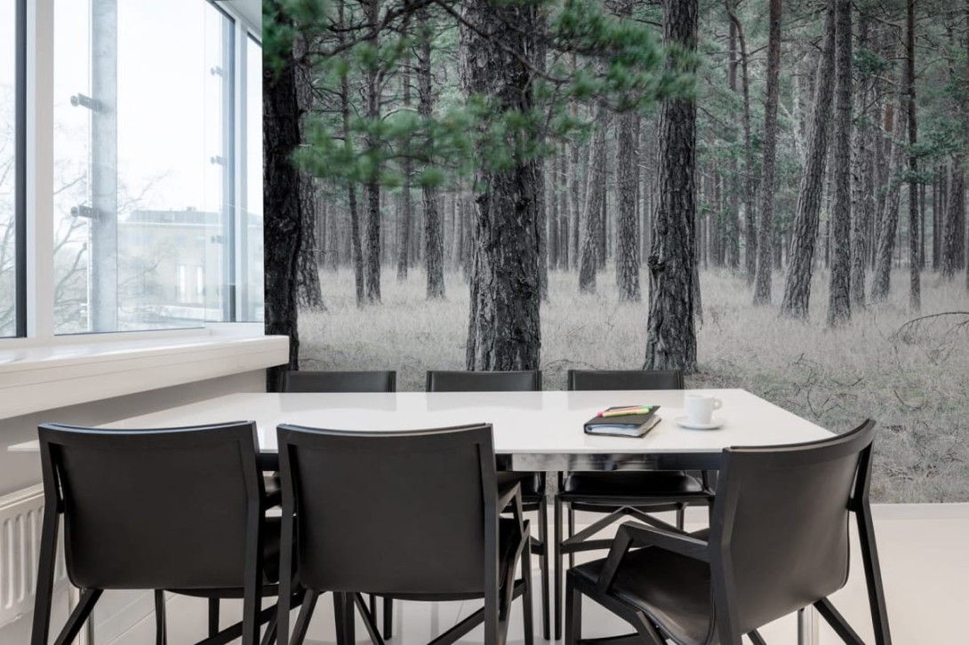 Fototapeta Rebel Walls Pine Forest R13711
