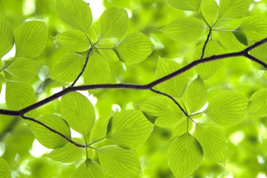 Fototapeta Rebel Walls Leaves R11181