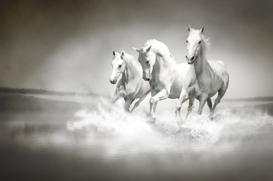 Fototapeta Rebel Walls Horses R10201