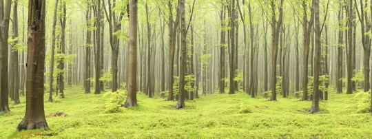 Fototapeta Rebel Walls Deciduous Forest R10101