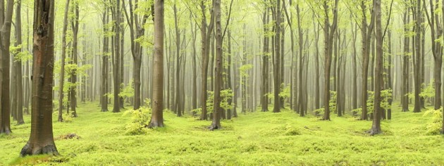 Fototapeta Rebel Walls Deciduous Forest R10101