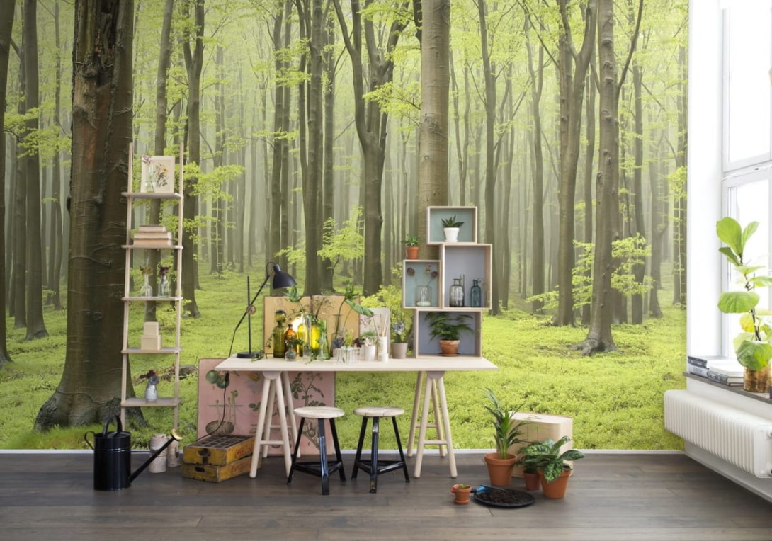 Fototapeta Rebel Walls Deciduous Forest R10101