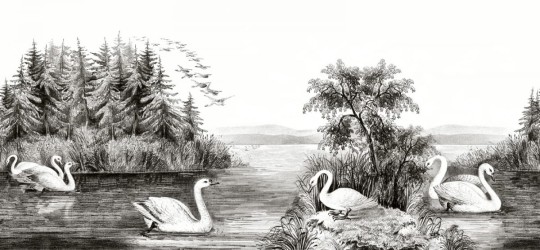 Fototapeta Rebel Walls Swan Lake R16221