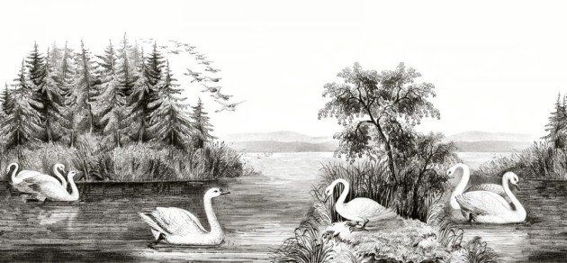 Fototapeta Rebel Walls Swan Lake R16221