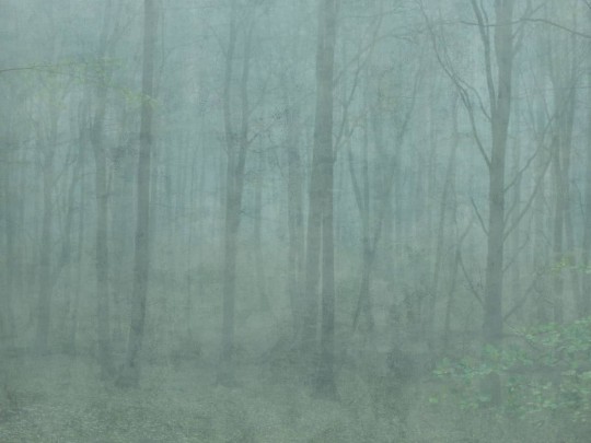 Tapeta Sandberg 622-08 Skog Green