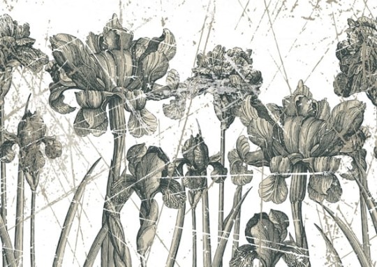 Fototapeta Wall & Deco Contemporary 2011 Herbarium WDHE1101