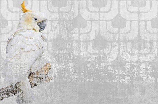 Fototapeta Wall & Deco Contemporary 2013 Cockatoo GPW1304