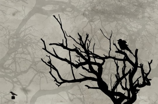 Fototapeta Wall & Deco Contemporary 2014 Crow GPW1417