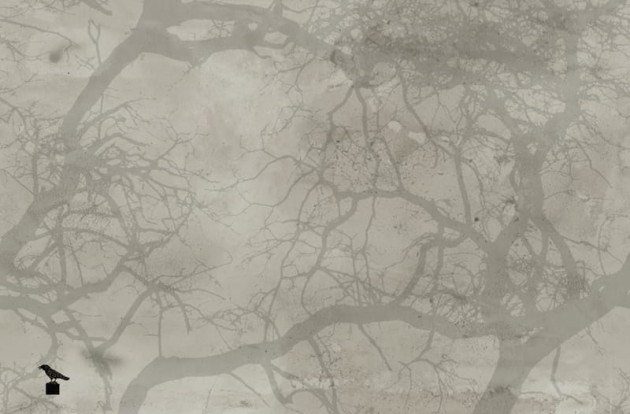 Fototapeta Wall & Deco Contemporary 2014 Crow GPW1418