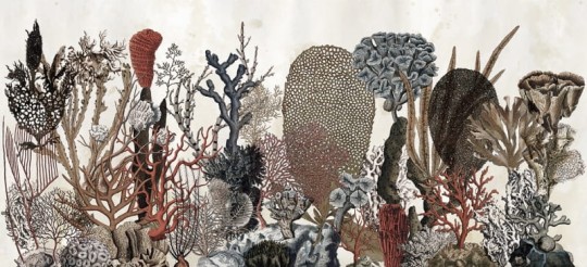 Fototapeta Wall & Deco WET SYSTEM 2016 Coralfull CO1601