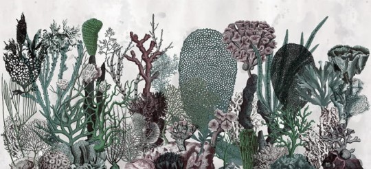 Fototapeta Wall & Deco WET SYSTEM 2016 Coralfull CO1602