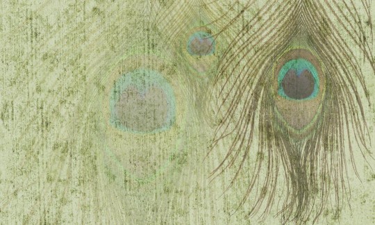 Fototapeta Wallpepper Peacock feathers