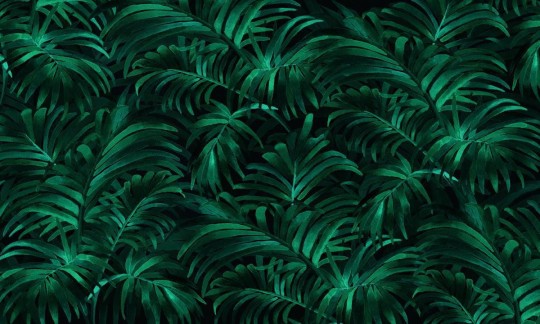 Fototapeta Wallpepper Palm plethora