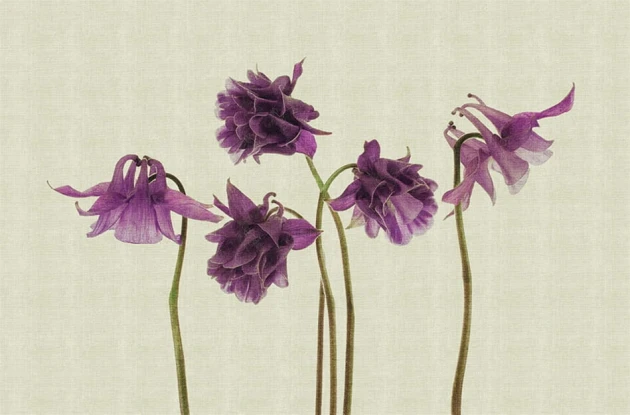 Fototapeta London Art Campanula 13CP-02
