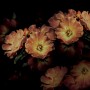 7be829a6f97c2aaade5f6addda7c7d0a