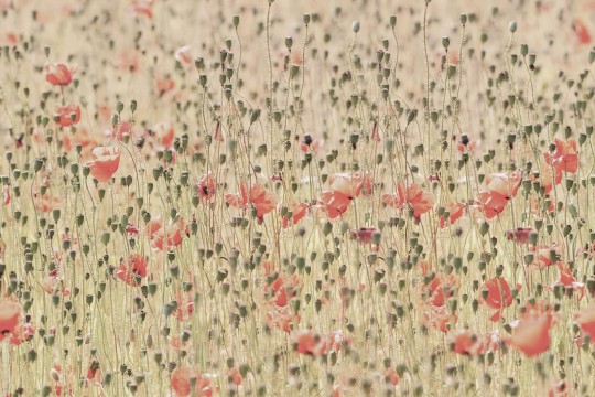 Fototapeta Rebel Walls Poppies R16391