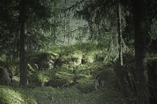 Fototapeta Rebel Walls Virgin Forest R16531