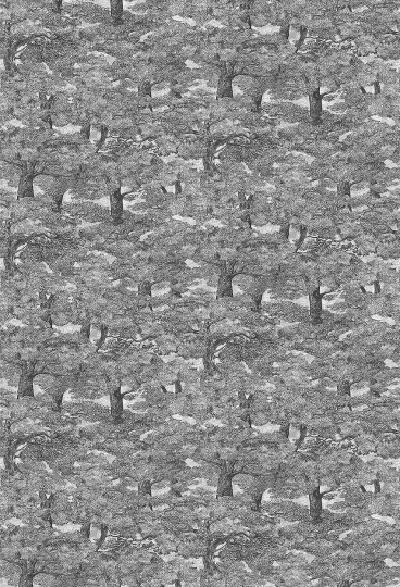 Boras Tapeter Studio 9573W Wild Animals Samburu Tree - mural krajobraz kenijskich drzew