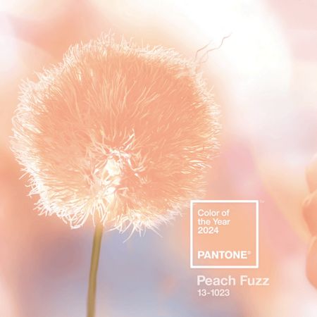 Pantone Color Institute ogłosił kolor roku 2024: Peach Fuzz